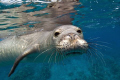   Hawaiian Monk seal Kona Hawaii  